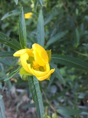 Ludwigia bonariensis
