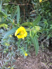 Ludwigia bonariensis