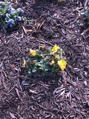 Viola × wittrockiana