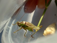 Conocephalus exemptus