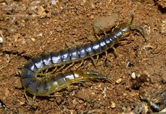 Cormocephalus turneri