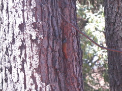 Lepidocolaptes leucogaster