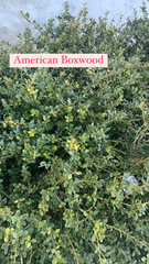 Withania begonifolia