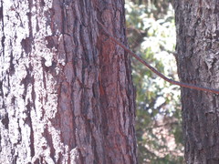 Lepidocolaptes leucogaster