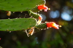 Opuntia auberi
