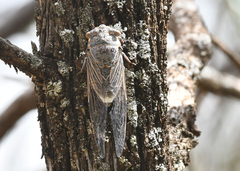 Burbunga hillieri