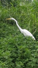 Ardea alba