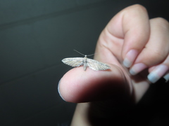 Eupithecia acutipennis