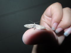 Eupithecia acutipennis