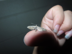 Eupithecia acutipennis