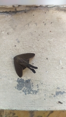 Lepidoptera