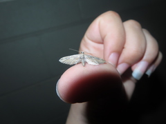 Eupithecia acutipennis