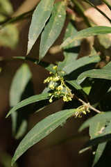 Notelaea ligustrina