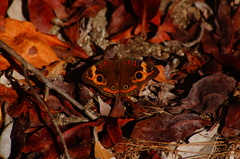 Junonia pacoma