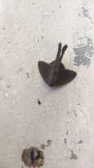 Lepidoptera