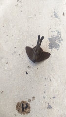 Lepidoptera