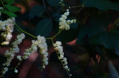 Antigonon flavescens