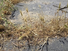 Hordeum murinum leporinum