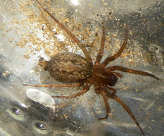 Lycosoides coarctata