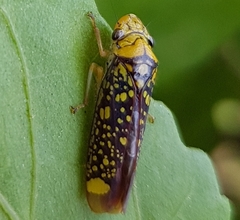 Aulacizes conspersa