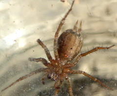 Lycosoides coarctata