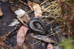 Pseudemoia entrecasteauxii