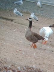 Anser anser × Branta canadensis