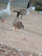 Anser anser × Branta canadensis