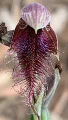 Calochilus gracillimus