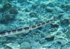 Laticauda schistorhyncha