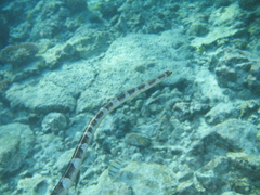 Laticauda schistorhyncha