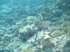 Laticauda schistorhyncha