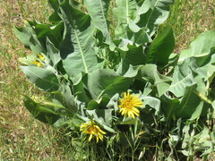 Wyethia helenioides