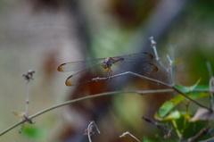 Erythrodiplax funerea