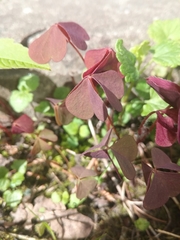 Oxalis stricta rufa