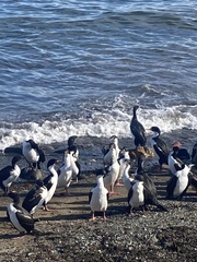 Leucocarbo atriceps albiventer