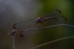 Erythrodiplax funerea