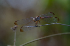 Erythrodiplax funerea