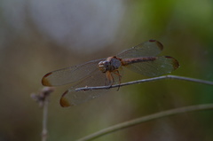 Erythrodiplax funerea