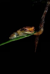 Dendropsophus haddadi