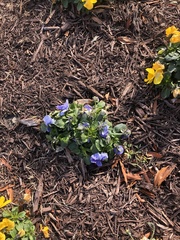 Viola × wittrockiana