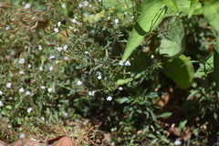 Stevia trifida