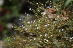 Stevia trifida