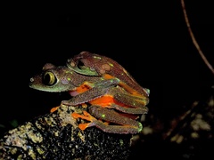 Hylomantis granulosa