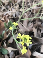 Hirschfeldia incana