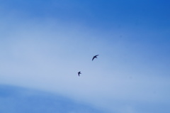 Streptoprocne zonaris