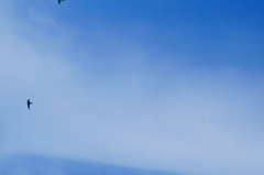 Streptoprocne zonaris