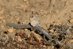 Icaricia lupini texanus