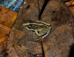 Pristimantis ramagii