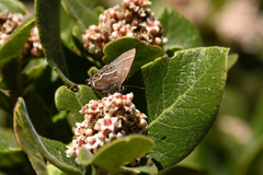 Callophrys spinetorum millerorum